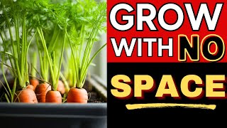 Grow HUGE Carrots Indoors With These 6 Steps! 🥕