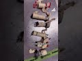 Man was arrested at Miami airport for smuggling birds from Cuba