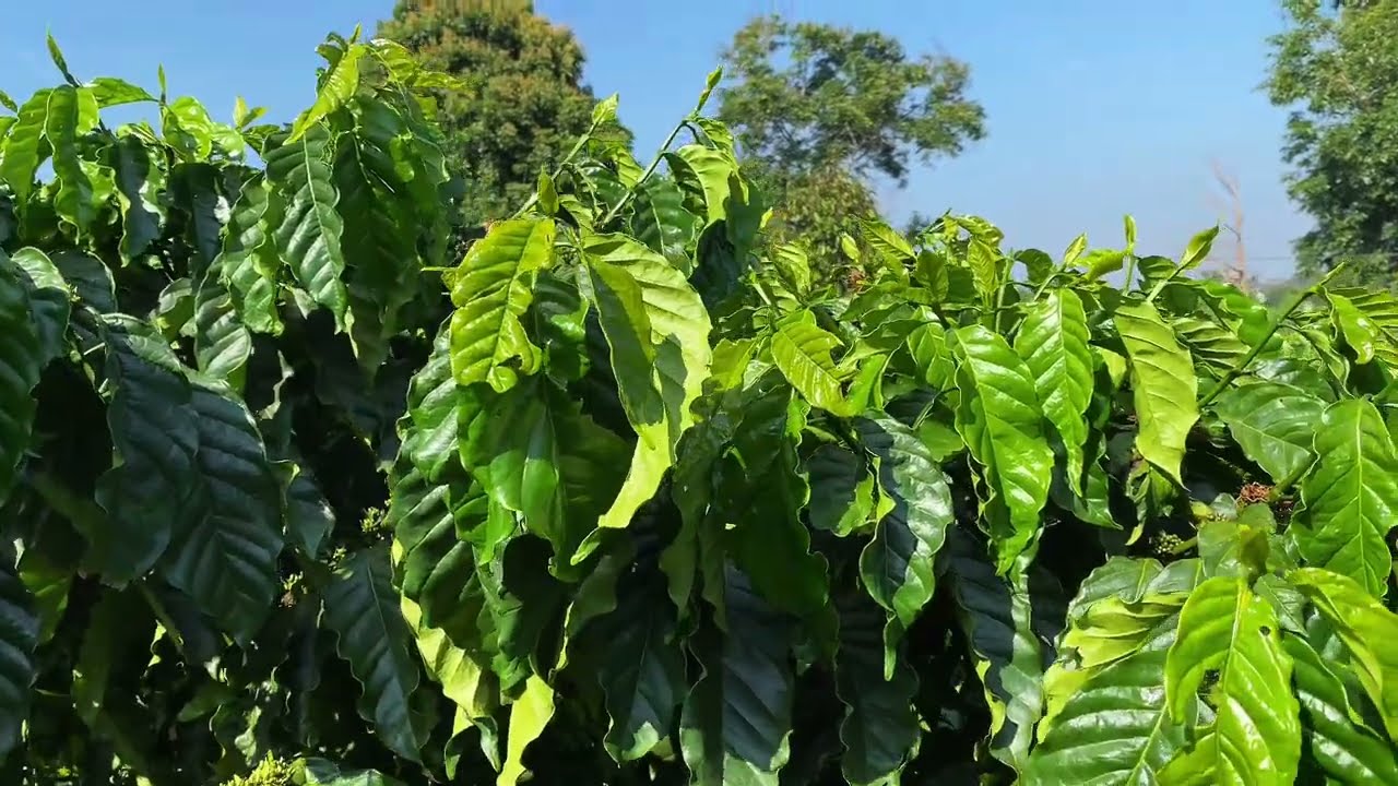 Chế độ dinh dưỡng, và quản lý nấm bệnh đầu mùa mưa