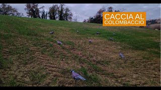 Colombaccio 2024: una giornata di caccia dal campo by all4hunters ITALIA 2,129 views 2 weeks ago 5 minutes, 56 seconds