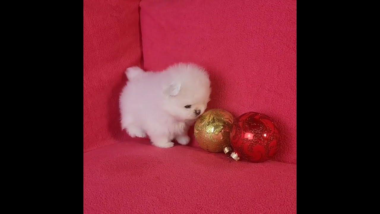 щенок - YouTube