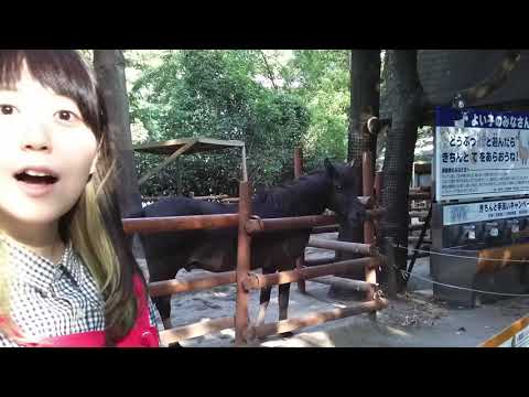 chipie./走れコウタロー(COVER)