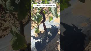 estas serán frutas o verduras? Las sembramos pero falta aprender mas de estas vegetales #campo #ca