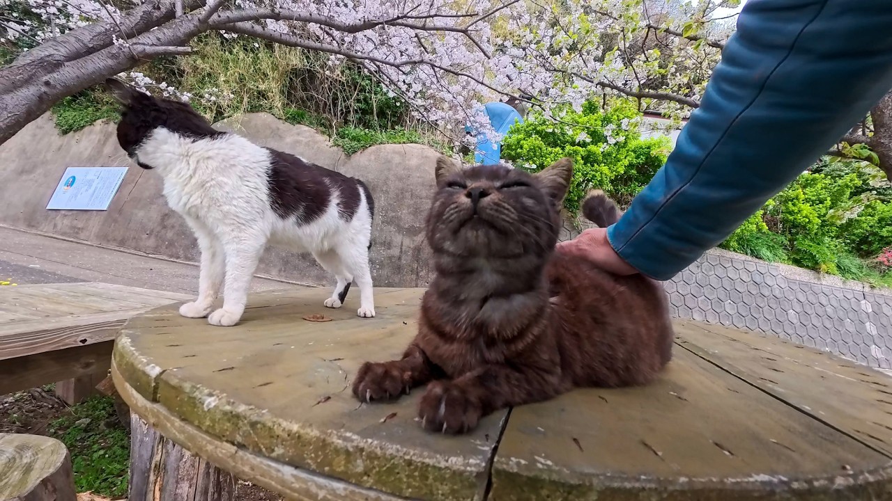 Cherry Blossom Picnic at a FREE Outdoor Cat Cafe… I Didn't Want to