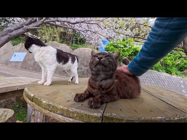 Cherry Blossom Picnic at a FREE Outdoor Cat Cafe… I Didn't Want to