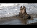 Elephant Seal: It's Amazing Life Cycle -- filmed at Piedras Blancas