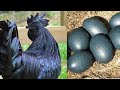जानवरों के 10 सबसे अद्भुत अण्डे | 10 Most Unusual Eggs in the World