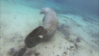 Oh the Hu-manatee! || ViralHog