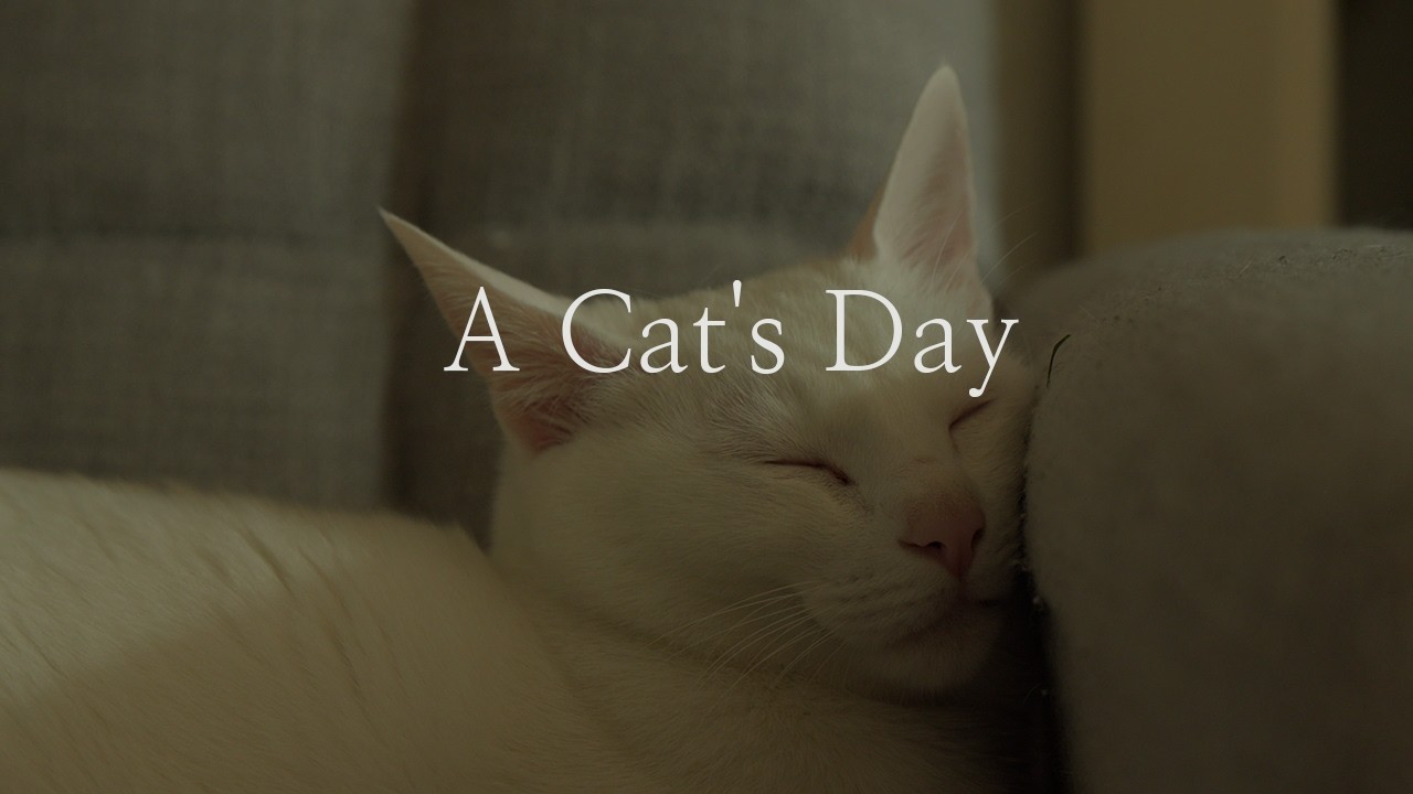 고양이와 보내는 조용한 하루, 힐링과 휴식 A Quiet Healing Day with My Cat, Relaxing Moments