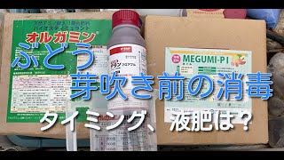 ぶどうの”発芽前”の消毒と時期