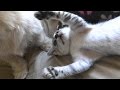 野良子猫ろく 昼下がりの遊戯~犬と子猫 見張り役はおばさん