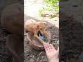 #summer #Water#dog puppy