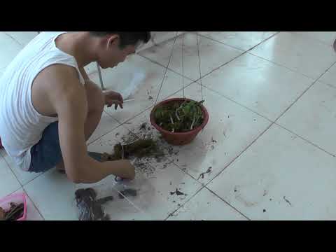 Video HD trồng giò Lan khủng - Trầm lá biên @ Lan rừng Phú... - youtube