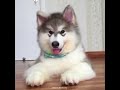 Funny Cats And Dogs Video Vines -- Bestvine - Youtube-8.m4v
