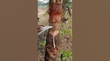 Collecting date palm juice in the beautiful environment of the village #sorts #video