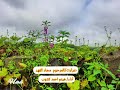 دبرارت المرحوم محاد الفهد أداء هيثم احمد كشوب 