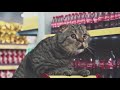 Best cat commercials netto marken