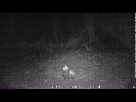 Badger scratching
