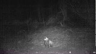 Badger scratching