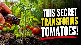 They Laughed When I Poured This on My Tomatoes... Until They Saw the Harvest! (Succinic Acid Secret