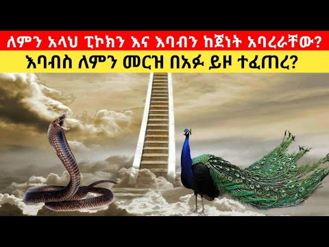 ለምን አላህ ፒኮክን እና እባብን ከጀነት አባረራቸው Why Did Allah Expelled Peacock And Snake From Jennet 