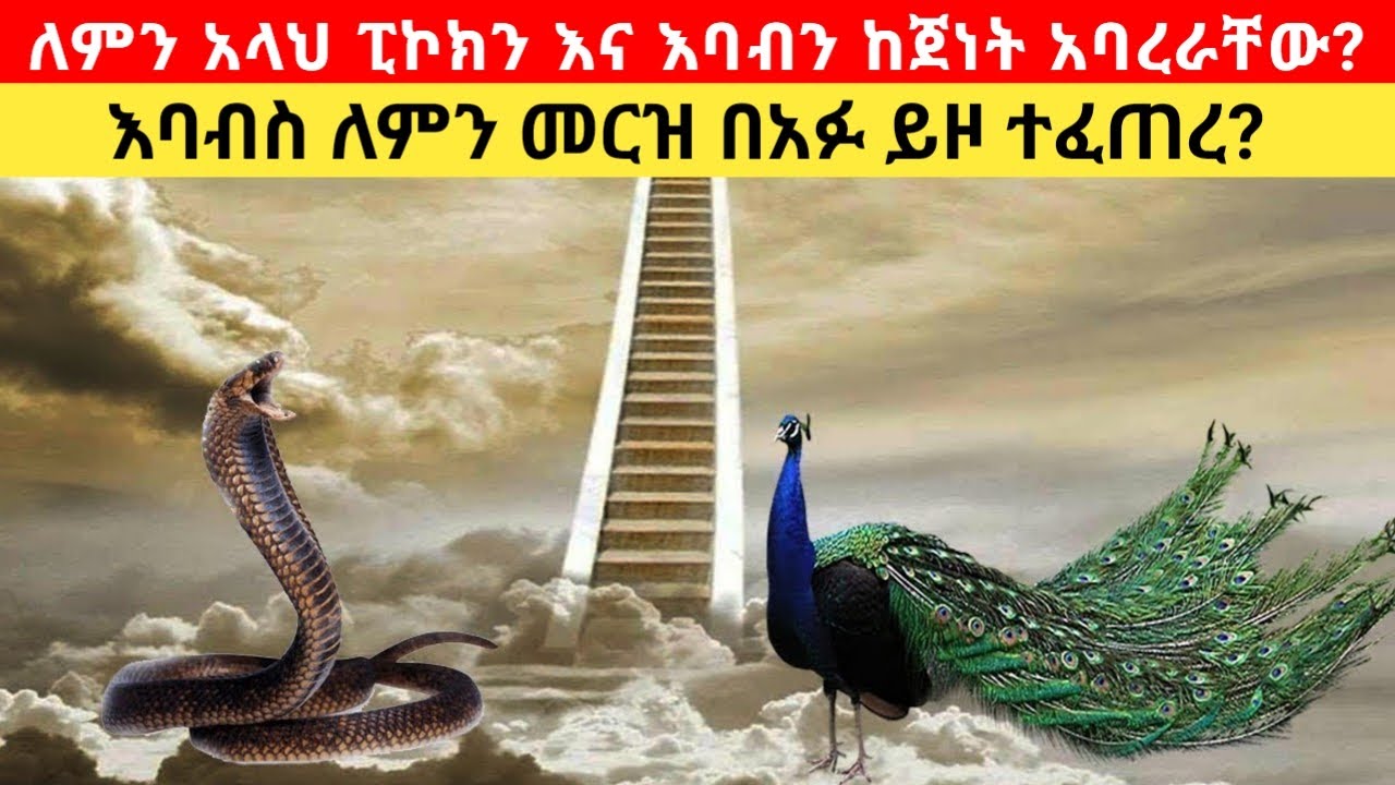 ለምን አላህ ፒኮክን እና እባብን ከጀነት አባረራቸው ? why did Allah expelled Peacock and snake from jennet?