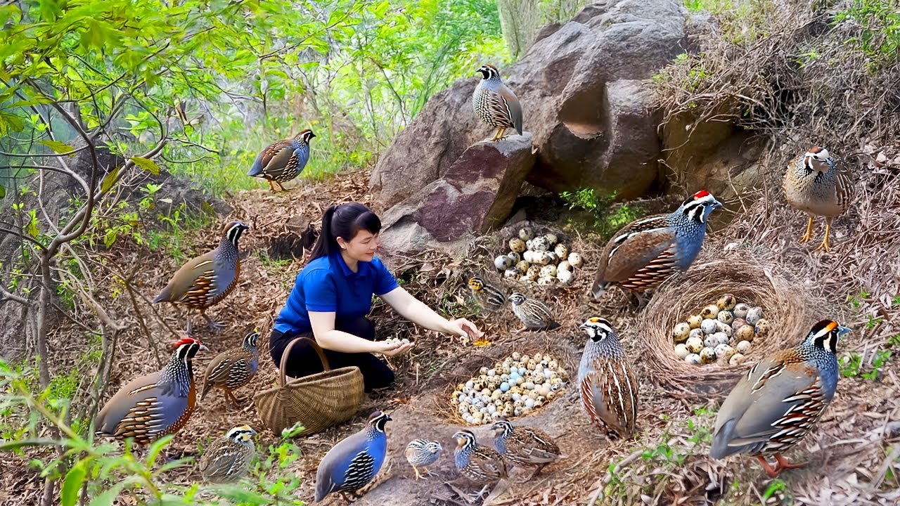 Harvest Quail Egg, goes to the market to sell - Harvesting and Cooking |Tieu Vy Real Life
