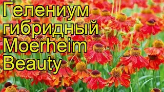 Гелениум Гибридный Моерхеим Бьюти. Краткий Обзор, Описание Характеристик Helenium Moerheim Beauty