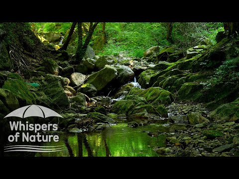 [8시간] 숲속 계곡 물소리 : 깊은 수면, 힐링, 집중을 위한 자연 ASMR | 자연의속삭임