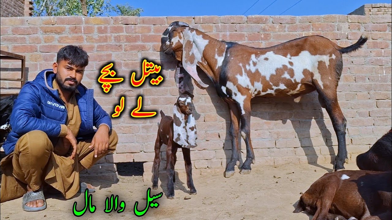 Baby Goats Looking For New Home - Ashraf Gujjar Goat Farm