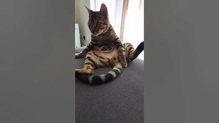 Video 5722691: sweet bengal cat