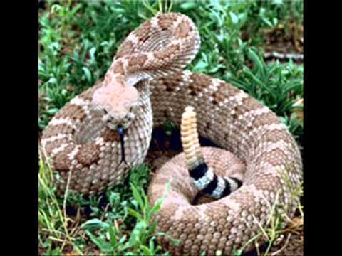 critter keeper petsmart Snakes The Truth