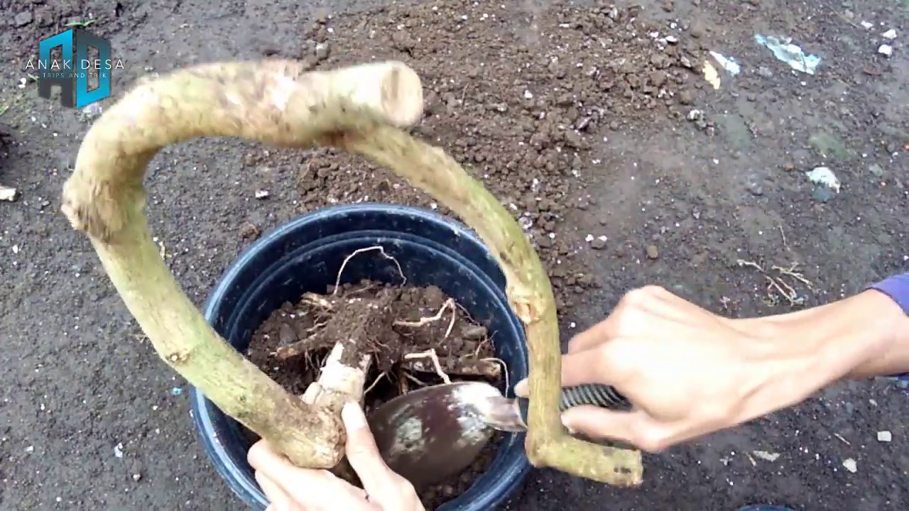 Cara Mudah Menanam Bonsai Lantana 