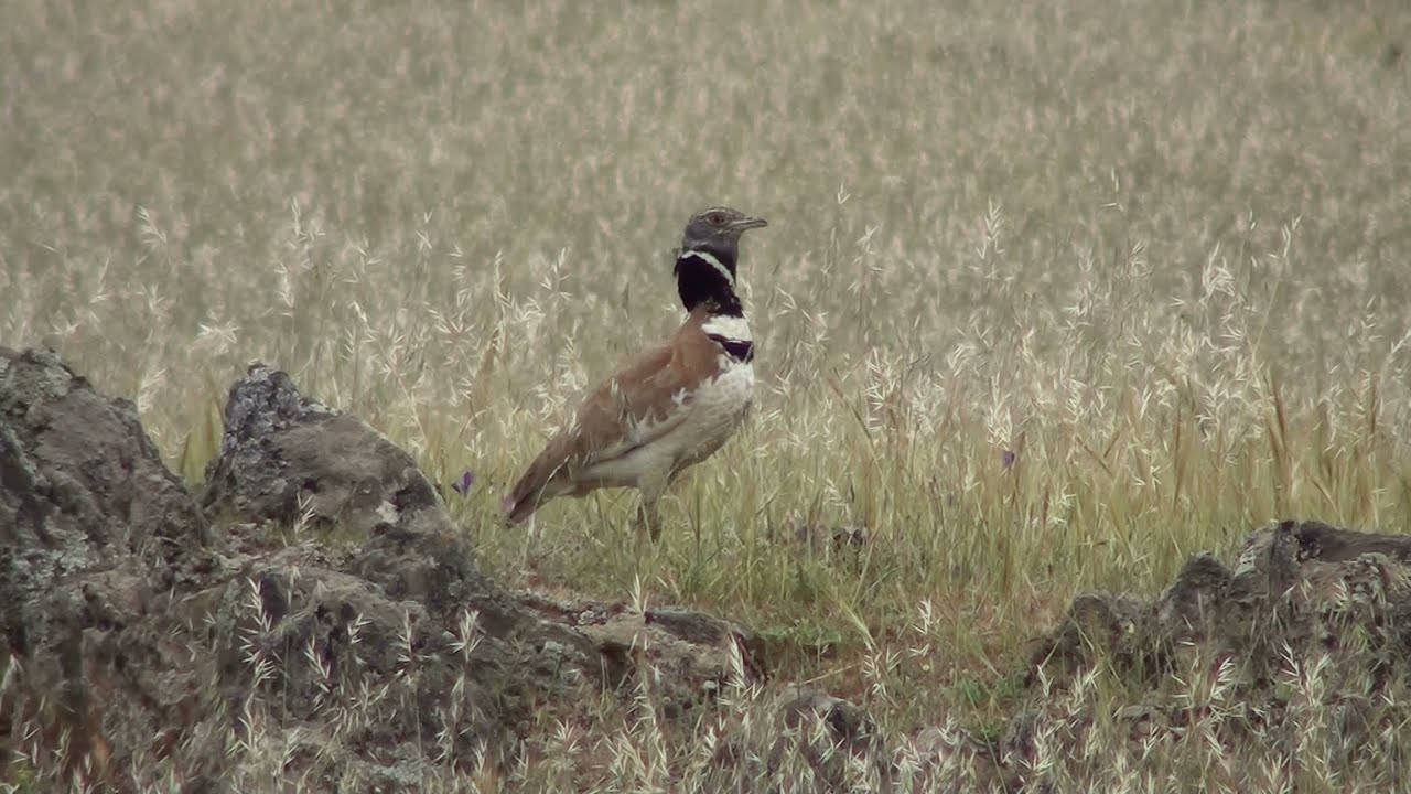 Sisón común (Tetrax tetrax) Little Bustard