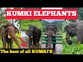 Kumki Elephants | The Best Of All Kumki's | Madarasi Vlogs