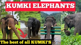 Kumki Elephants | The Best Of All Kumki's | Madarasi Vlogs