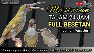 Download Lagu MASTERAN MURAI BATU GACOR FULL BESETAN KASAR ‼️ CEPAT DI TIRU MP3