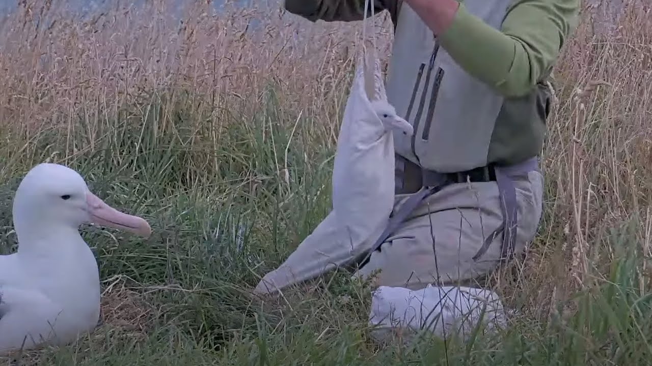 Royal Albatross Chick Pokes Head Out During Weight Check In New Zealand | DOC | Cornell Lab
