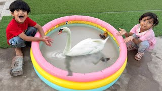 We Made Mini Swimming Pool For Ducks 🦆| Pumpi Or Ballu Ka Naya Idea Milgya 😍|