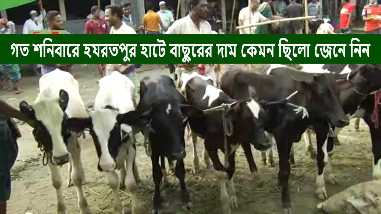 শনিবার | হযরতপুর হাটে বকনা বাছুরের দাম জানুন | Hazrotpur haat | calf Sale Video
