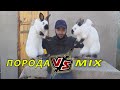 Взвешивание кроликов. Что лучше порода или MIX ?