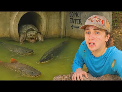 Нашёл гигантскую рыбу в тайном тоннеле!