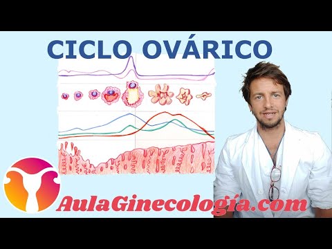 Ciclo ovárico y menstrual