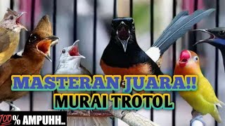 Masteran Murai Batu Trotol Full Isian  Mudah Masuk Suara Jernih ❗❗