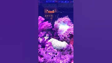 Finding Nemo among  Anemone