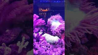 Finding Nemo Among Anemone
