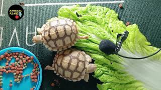 Baby sulcata 5 cm makan sayur