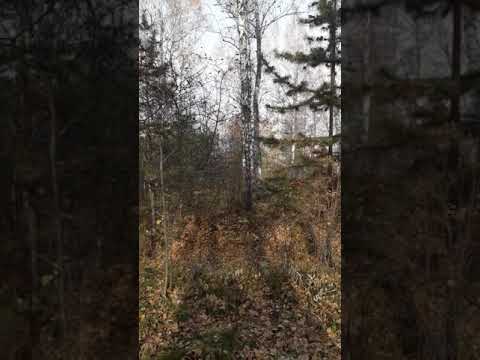 Video: Hutan Bugrinskaya: deskripsi, sejarah, dan fitur