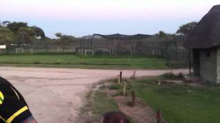 Lions roaring in Zimbabwe