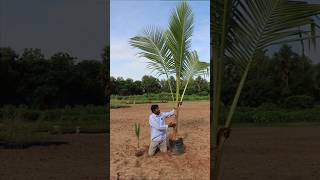 Download Lagu தென்னை மரம்! #tendercoconut MP3